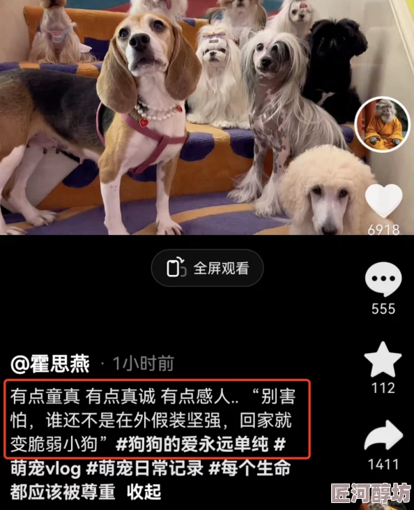 ZoomDogs and humans：网友热议疫情期间宠物与人类的互动，分享养狗心得和远程办公生活中的趣事